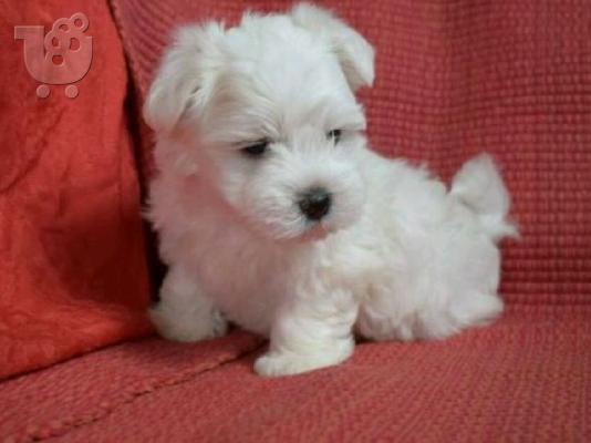 Πολύ χαριτωμένο bichon όλα τα εμβόλια που γίνονται